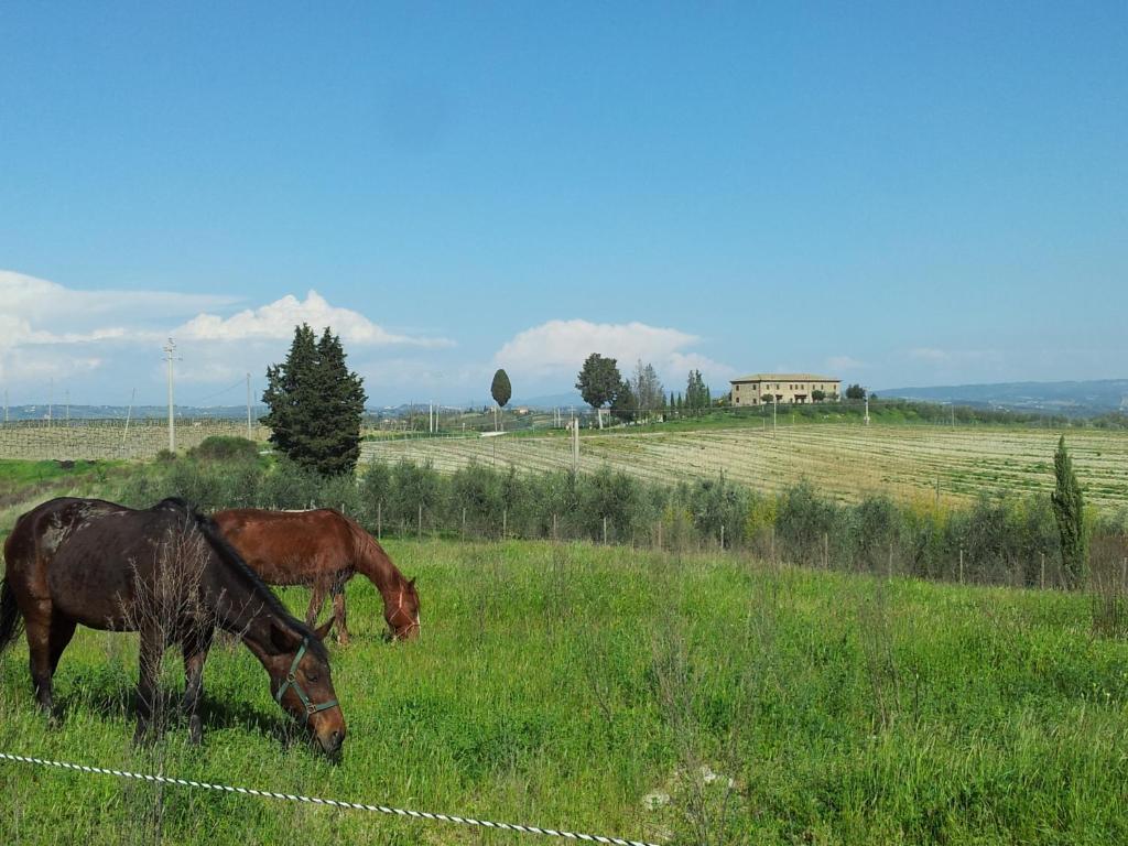 Agriturismo Macinatico Villa San Gimignano Cameră foto